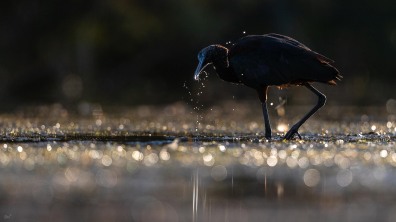 Zwarte Ibis
